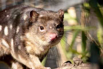 Spotted-tailed Quolls are marsupials which have rich red to dark brown fur and covered with white spots on the back which continue down the tail.