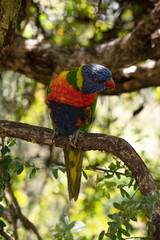 The rainbow lorikeet has a bright yellow-orange/red breast, a mostly violet-blue throat and a yellow-green collar.