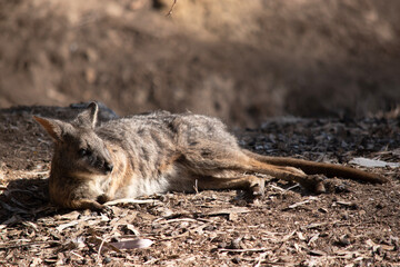 The Red Necked Wallaby Has Mostly Tawny Grey Fur, With A White Chest And Belly, And A Dark Brown Muzzle, Paws And Feet.