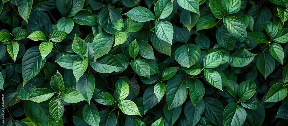 Wall mural Green foliage serves as a stunning backdrop for copy space image.