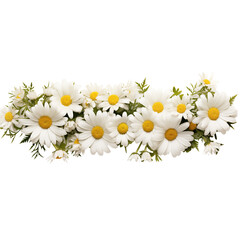 The Majestic Daisy Flow Beauty in White and Yellow Flowers, Bright chamomile daisy flower bud and stems pattern on white background. Aesthetic summer flower texture, on a transparent background