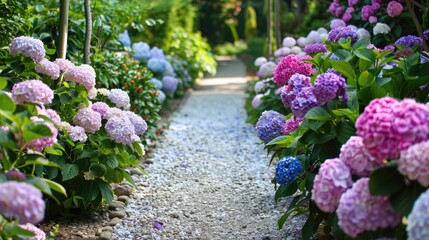A garden path surrounded by blooming hydrangeas