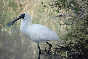 The royal spoonbill is a large white sea bird with a black bill that looks like a spoon. The royal spoonbill has yellow eyebrows and black legs