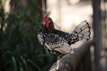 the sebright bantam chicken has white feathers edged with black and a red comb