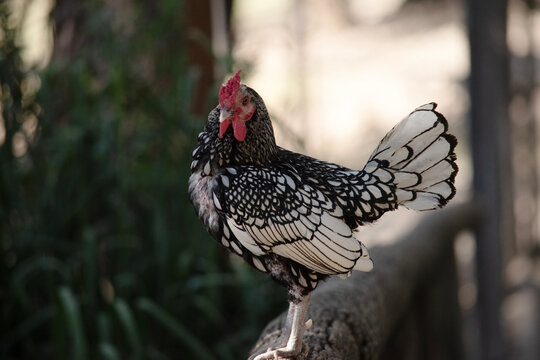 the sebright bantam chicken has white feathers edged with black and a red comb