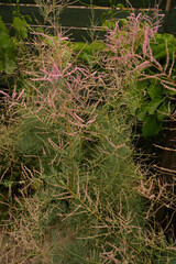 Botany. Closeup view of shrub Tamarix ramosissima, also known as Salt Cedar, green leaves and pink blooming flowers, growing in the garden.
