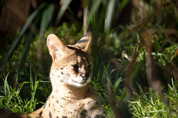 The serval is a wild cat with black spots on a gold body.