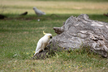 The sulphur crested cockatoo is a white bird with a yellow crest.