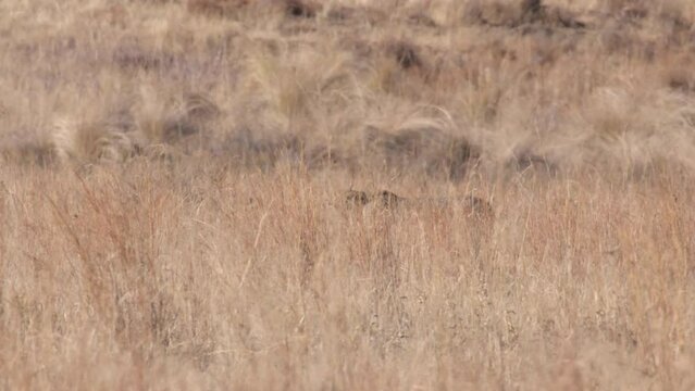 Cheetah Stalking Prey in Dense Dry Brush Then Suddenly Goes Into Sprint