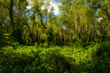 Panorama view of the green forest with a beautiful sunset light.	
