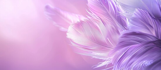 Obraz premium Feathery bird plume on a soft purple backdrop conveying a sense of lightness, airiness, and softness with room for text or images. Copy space image. Place for adding text and design