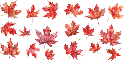 maple leaves  watercolor clipart	