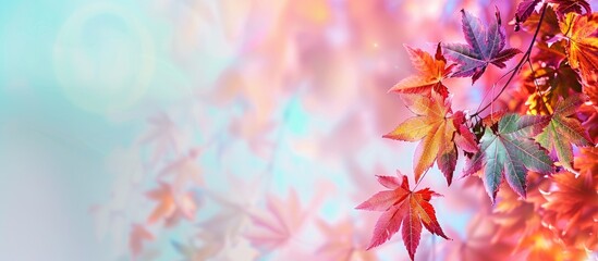 Colorful autumn background featuring sweet gum tree leaves, an abstract concept with copy space image.