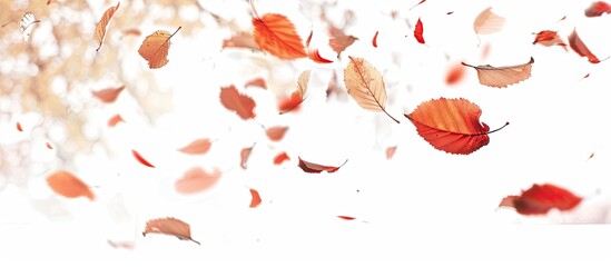 Autumn leaves on a white backdrop with a poetic aura in the air. Copy space image. Place for adding text and design