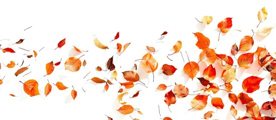 Autumn leaves on a white backdrop with a poetic aura in the air. Copy space image. Place for adding text and design