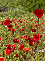 red poppy field