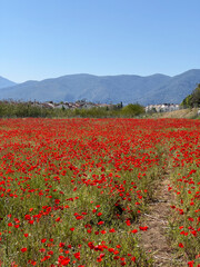 field of poppies