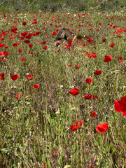 red poppy field