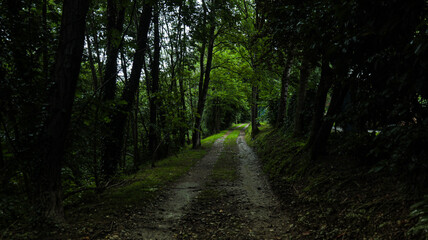 Fototapeta premium that road in the woods 
