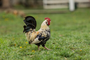 roosters and chickens on the farm in summer
