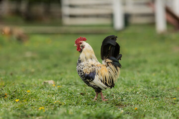 roosters and chickens on the farm in summer. High quality photo