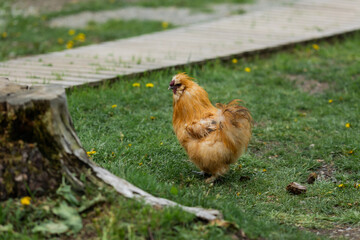 roosters and chickens on the farm in summer. High quality photo
