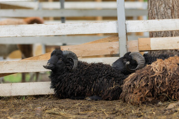 goats and sheep on the farm. High quality photo