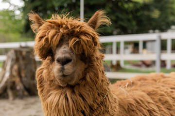 portrait of an Alpaca on a farm. High quality photo