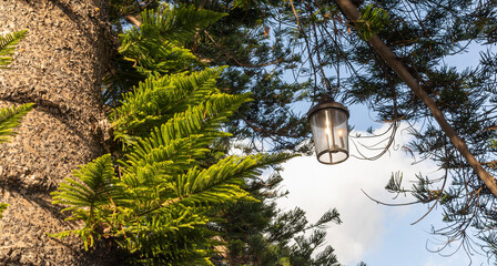 Outdoor Street Lighting, A Minimalistic Pendant, Hanging Post Lantern, Lamp On Fir Tree, Blue Sky On Background. Garden Decoration. Horizontal Plane
