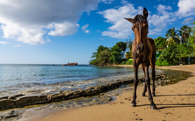 Wild horse on Sea Glass Beach in Vieques, Puerto Rico.