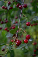 Red cherries in the garden on a green background in the summer time daylight.
