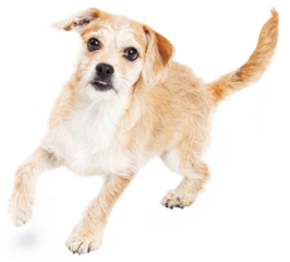 Active Terrier Dog Running on White Background