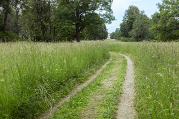 Path through a meadow and forest, nature in spring, environment and ecology concept