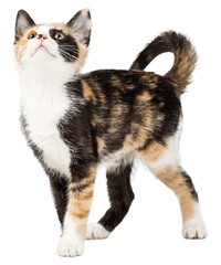 Cute Calico Kitten Looking Up into Copy Space
