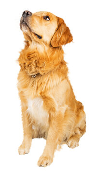 Golden Retriever Dog Sitting on White Looking Up - Extracted