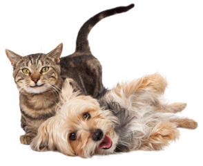 A cute and playful mixed breed terrier dog and a tabby cat laying together with happy expressions. Extracted on transparent background.