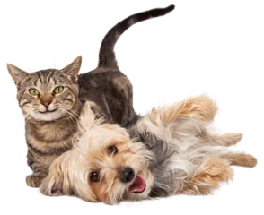 A cute and playful mixed breed terrier dog and a tabby cat laying together with happy expressions. Extracted on transparent background. © adogslifephoto