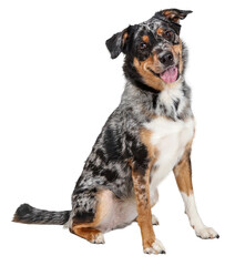 Happy Friendly Australian Shepherd Dog Sitting - Extracted