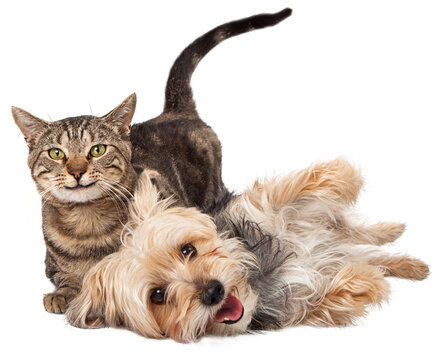 A cute and playful mixed breed terrier dog and a tabby cat laying together with happy expressions. Extracted on transparent background.