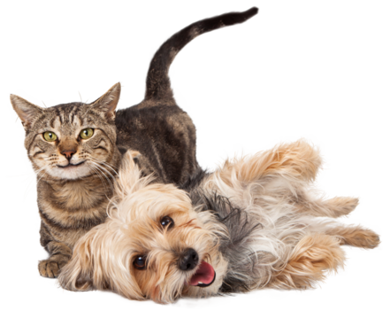 A cute and playful mixed breed terrier dog and a tabby cat laying together with happy expressions. Extracted on transparent background.