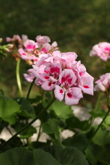 Pink Geraniums with Red Markings