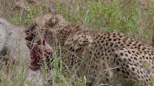 Cheetah Wide Eating From Freshly Killed Carcass