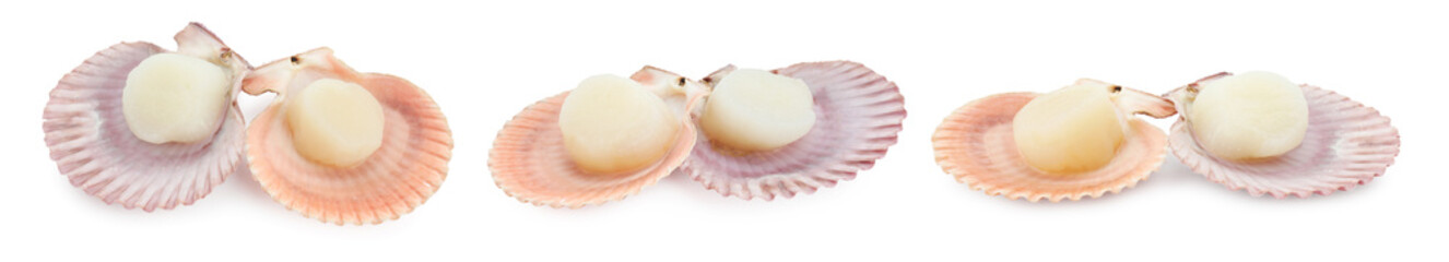Fresh scallops isolated on white, set. Seafood