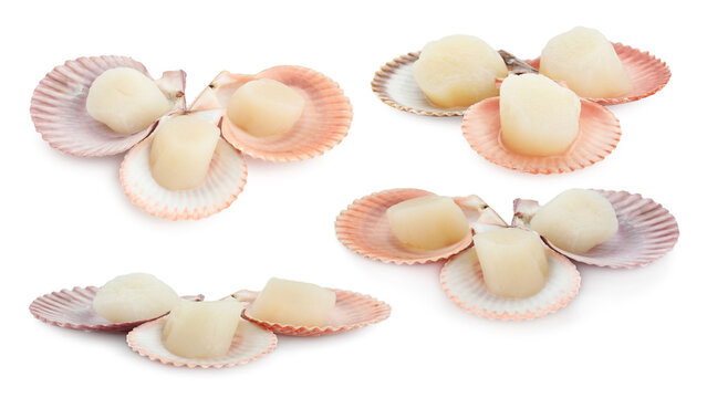 Fresh scallops isolated on white, set. Seafood