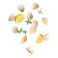 Scallops, thyme and lemon falling on white background