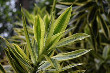 After a rain, the variegated leaves of the Song of India tree with water droplets