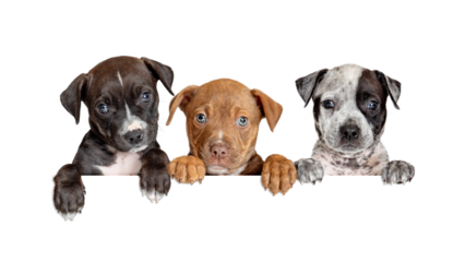 Three Cute Puppies Hanging Paws Over White Web Banner - Extracted with a transparent background