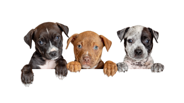 Three Cute Puppies Hanging Paws Over White Web Banner - Extracted with a transparent background