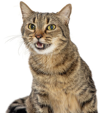 Tabby Cat With Open Mouth Smiling Closeup Extracted