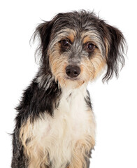 Shaggy Tri-Color Cute Dog Looking At Camera. Closeup Extracted on Transparent Background. 